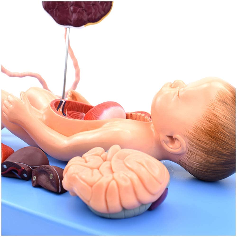 Modello Anatomico Dell'organo Neonatale Dei Neonati Del Cordone Ombelico Addominale Del Feto Placentale Modello Anatomico Per L'insegnamento Della Classe/studenti, Modelli Medici E Materiali Educativi