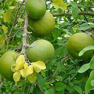 35 Fresh Organic Bael Seeds - Aegle marmelos Bilva - Bengal Quince - Stone Apple: Only Seeds