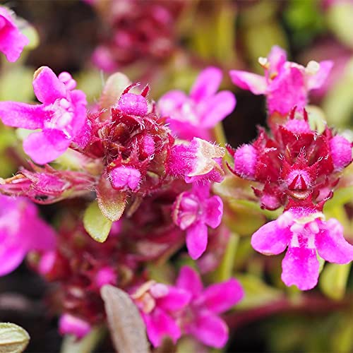 Qauzuy Garden 100 Seeds Creeping Thyme Seeds - Breckland Wild Creeping Elfin Thyme Thymus Serpyllum Seeds- Perennial Showy Ground Lawn Cover- Easy Grow #TOP2