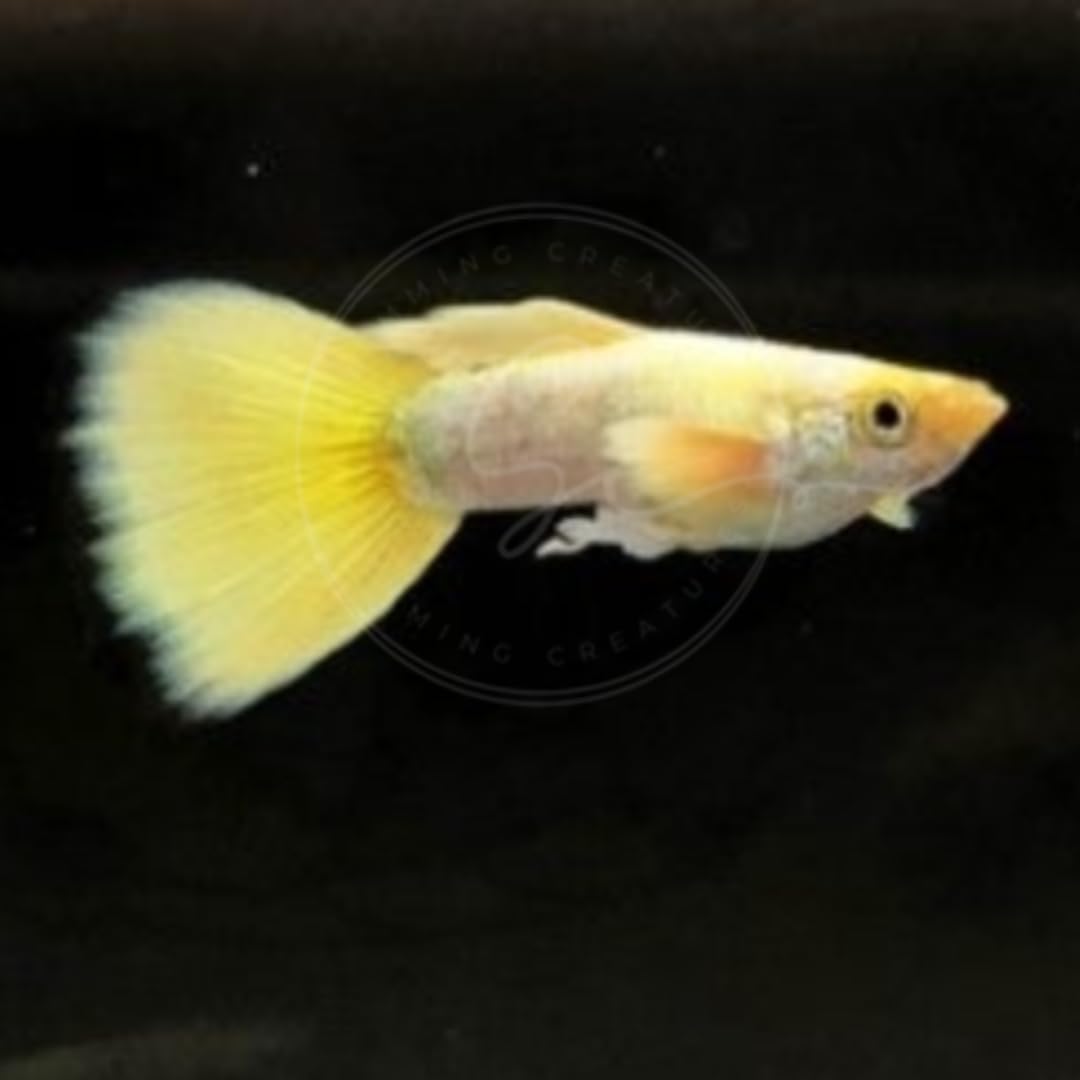 Swimming Creatures™ Tropical Live Guppy/Platy Livebearers Freshwater Aquarium Fish (4 Male 24K Gold Guppy)