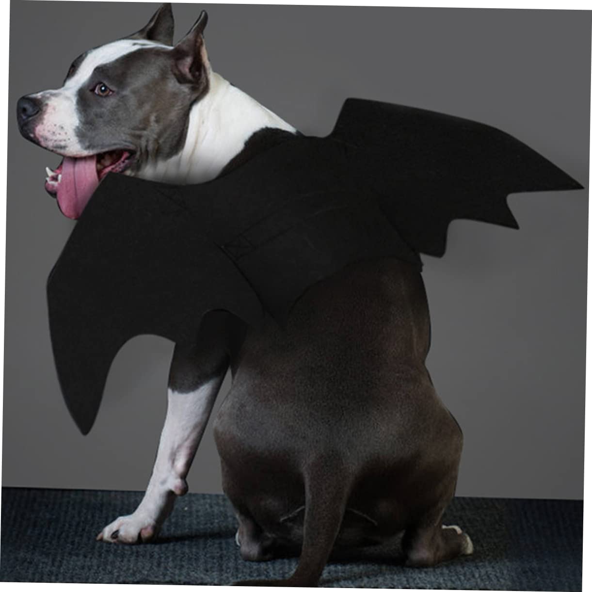 Angoily 3st Haustier-urlaubskostüm Kätzchen-Kleidung Fledermaus Halloweenkostüm Kostüm Für -Outfit Kleines Hundezubehör Halloween-haustierkleidung