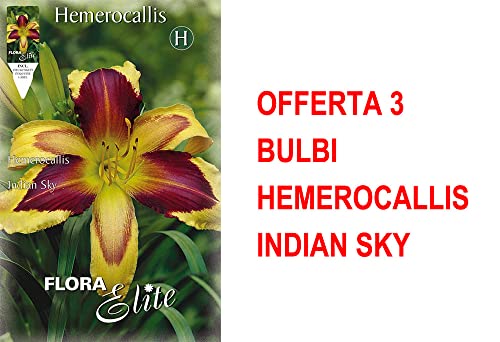 BULBI PRIMAVERILI OFFERTA 3 BULBI HEMEROCALLIS INDIAN SKY BULBS BULBES