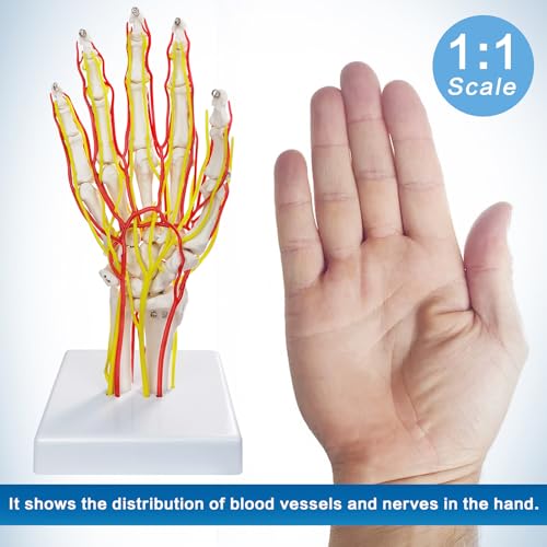 Image of Hand Artery Model, Hand Model, Life-Size Hand Skeleton Model with Arteries - Detailed Anatomy for Medical Research and Patient Education