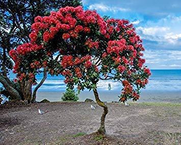 Seeds Nz Christmas Tree (Metrosideros Excelsa -Red) 50 Seeds: Only