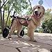 WSPWFQ Dog Wheelchair - Adjustable for Large Breeds (L/XL/XXL), One - Click Wear, Breathable Mesh & Open Crotch, Dual - Bearing Wheels(L)