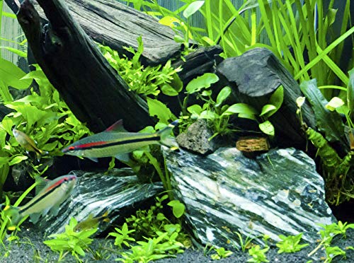 image for Small World Slate & Stone Natural Slate Natural Slate/Quartz Stones - 