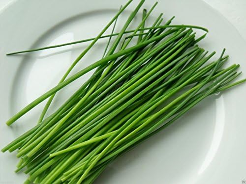 1000 Chives Seeds,(Allium Schoenoprasum) Must Grow- Herb - Perennial