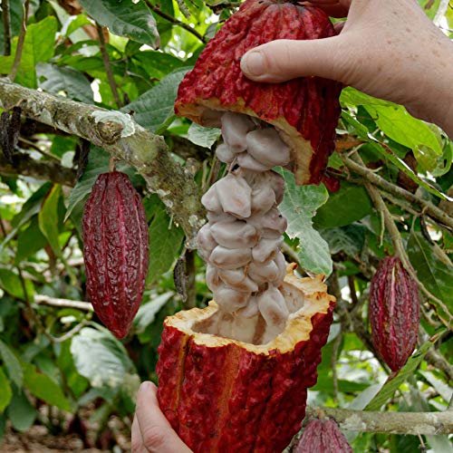 Image of M-Tech Gardens Rare Theobrama Coco Chocolate Plant Seedling Live Plant