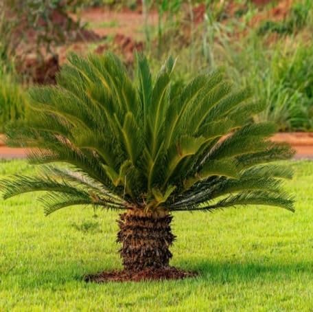 Fresh 60pcs Green Cycad Plant Seeds