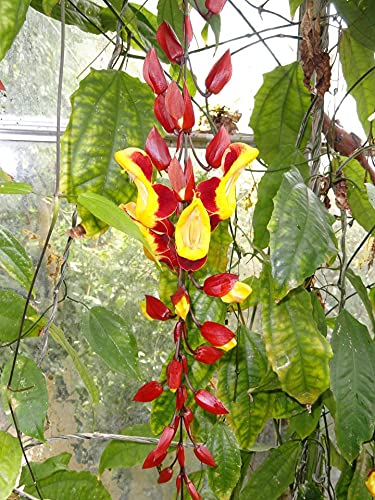 See full amazon price history chart for PLNZLY Thunbergia mysorensis, Clock Vine (Pack of 4 Plants) Live Plants PLNZLY Thunbergia mysorensis, Clock Vine (Pack of 4 Plants) Live Plants (B09SWC6SY3) Amazon Price History, Amazon Price Tracker