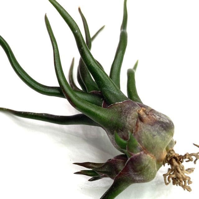 Amazon.co.jp: (現品) チランジア ブルボーサ 'タイニーダンサー