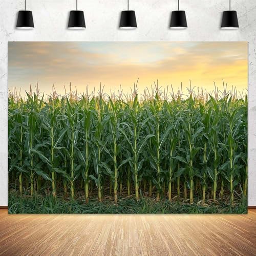 Amazon.com : 10X8ft Corn Stalks Photo Backdrop Photography Background ...
