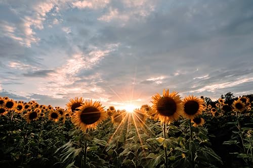 Image of Sunflower Seeds for Planting | Rare, Exotic Garden Seeds | Huge 15-20 feet Tall with Giant Sunflowers,(Pack Of 40 Pcs)