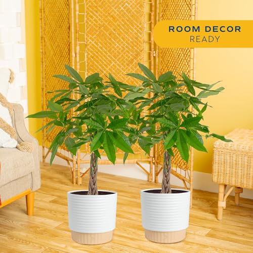 Image of Costa Farms Live Money Tree Plants (2-Pack), Large Indoor Plant 3-4 Feet Tall with Braided Trunk, Easy Care Floor Houseplants in 10-Inch Decor Pots, Pet Friendly Housewarming Gift & Office Decor