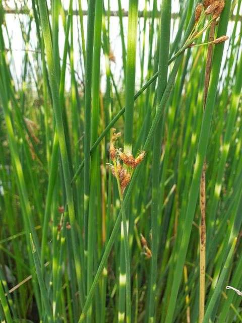 Lincsplants - Scirpus lacustris tab. 'Zebrinus'-3 / 7cm Bareroot