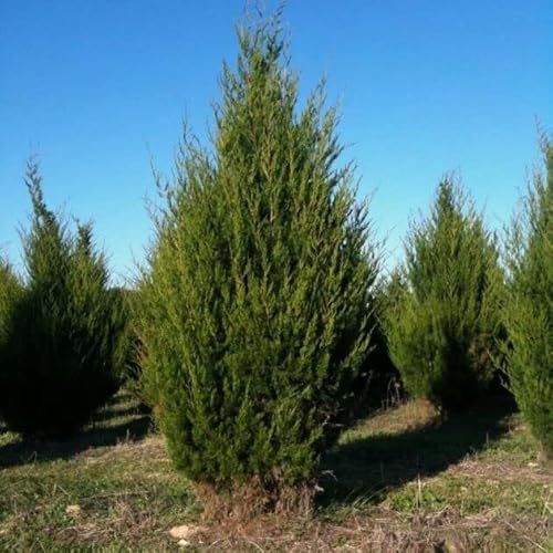 150 Seeds Eastern Red Cedar Seeds Junipers Tree Seeds Juniperus Virginiana Eastern Juniper, Red Juniper Seeds Grown In Illinois Farm #TOP5