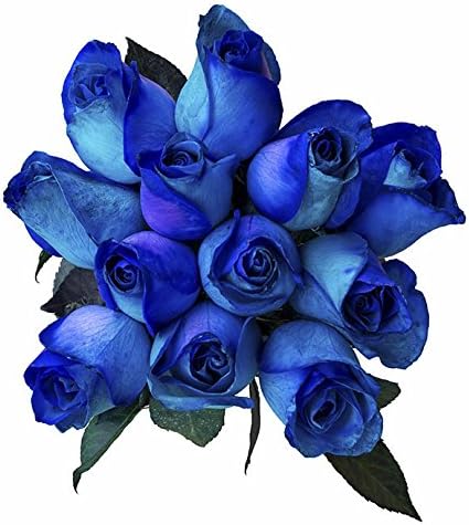 36 Stems - Fresh Cut Blue Lollipop Roses from Flower Explosion