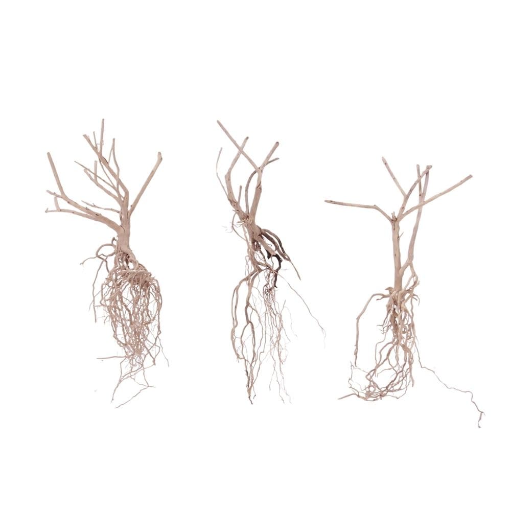 AquaOne Steppen Racine N° 8541 Lot de 3 racines en bois pour aquarium Décoration d'aquarium Paysage Moorkien Redwood Mangrove Mousse naturelle Bois véritable