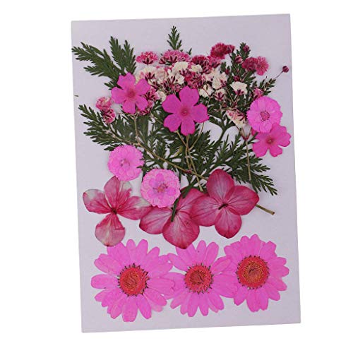 Flores secas naturales prensadas, pack 4 unidades miniatura 3