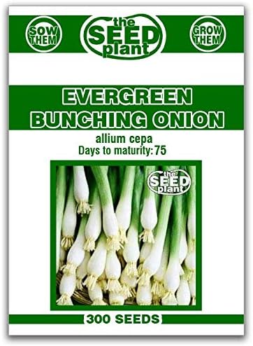 Evergreen Bunching Onion Seeds - 300 Seeds Non-GMO