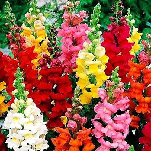 Miniatura 7 de Mezcla de semillas de dragón enano con más de 1000 semillas para plantar en interiores y exteriores, flores de dragón de baja altura Boca de perro,