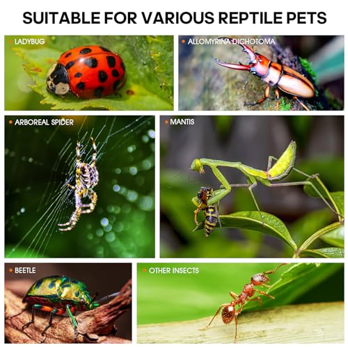 Image of MYGIIKAKA Jumping Spider Enclosure Accessories, Tarantula Spider Box, Bug Cage, Praying Mantis Habitat Enclosure, Snail Insect Terrarium, Caterpillar Habitat (3x3x6 inch) (Pack of 3)