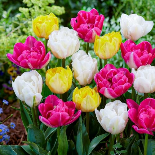 Bulbos de tulipán Colección Double Spring (25 piezas) mezcla exclusiva de tulipanes de Holanda, resistentes y perennes para jardín, macetas, balcón (grandes, sin semillas, no artificiales)
