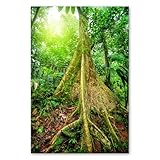 Racines d'arbres dans la jungle - Acheter un poster !