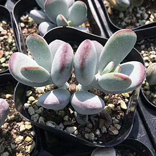 Zaylee Garden 1 Live Cotyledon Orbiculata Cv | 2” Rare Rooted Succulent Plant #TOP1