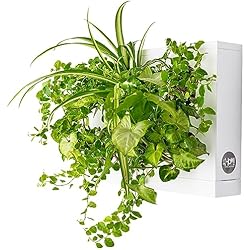Maceta Jardin Vertical Ortisgreen Mini Jardin Vertical Blanco para 6 Plantas con Sustrato Natural Premium e Instrucciones. Cuadro Vegetal, Maceta de Pared, Maceta para Colgar.