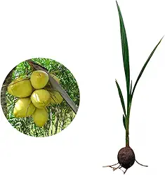 Muda de Coco Anão (Cocos nucifera) de 40 a 80cm – planta frutífera tropical, ideal para cultivo em vasos/solo, resistente ao calor, produção precoce, perfeita p/quintais e chácaras