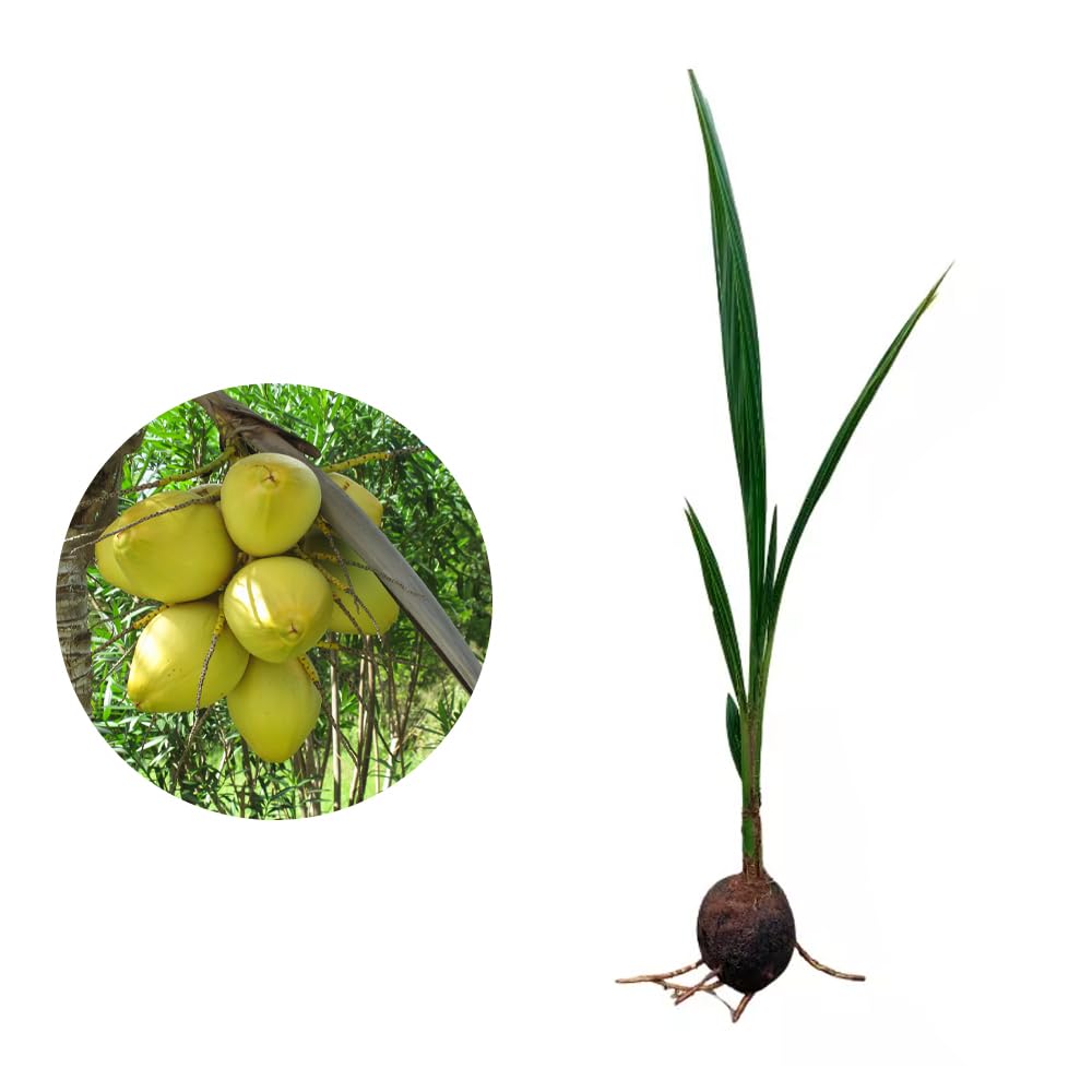 Muda de Coco Anão (Cocos nucifera) de 40 a 80cm – planta frutífera