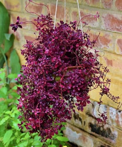 Image of plants (Real Live Lalsha Plant - Eranthemum Red (Graptophyllum Pictum Lalsa) | Healthy Indoor /Outdoor Foliage Plant for Home Garden (Pack of 1))