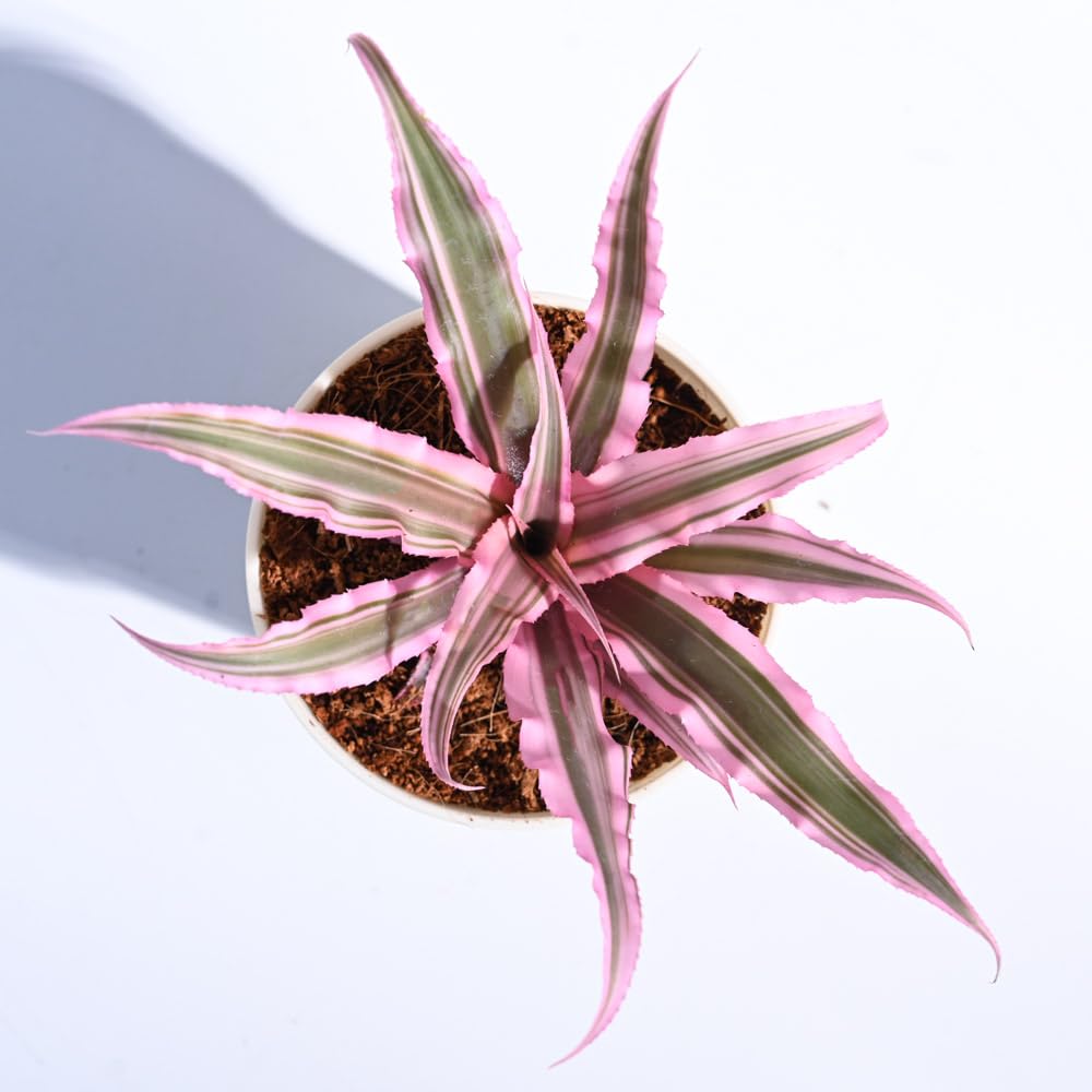 Ugaoo Earth Star Plant - Pink Cryptanthus -2