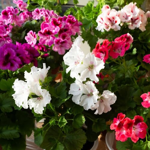 semi geranio - giardino interno prato selvaggio, autunno, perenne tagliate giardino del balcone reale 350pcs