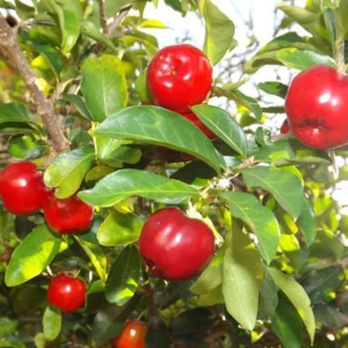 1 Acerola Barbados Cherry Tree Live Plant, 12-18 Inch Tall, Sweet Cherry Plant Live for Planting