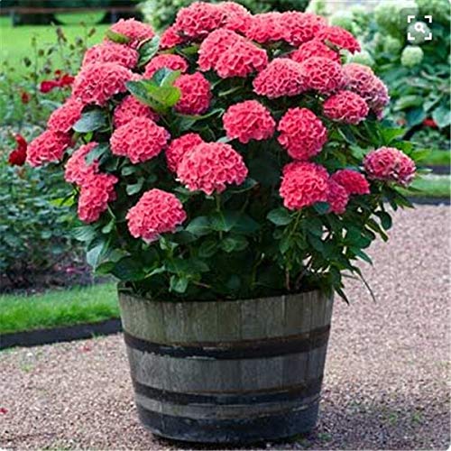 100pcs Multiple Color Choices Hydrangea Buy Online In Brunei At Desertcart