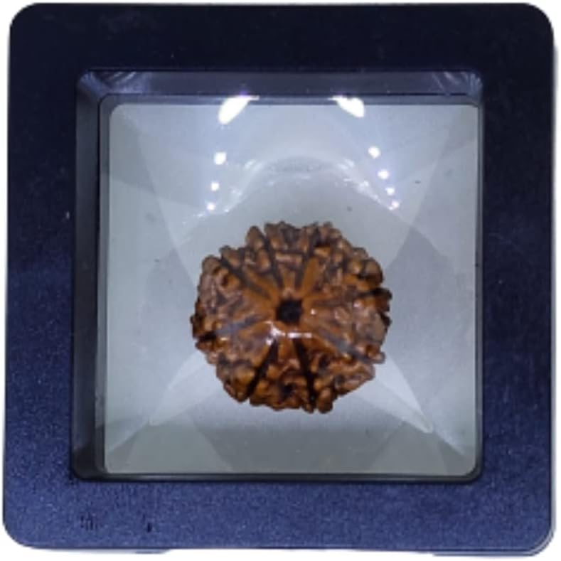 PUSHKARA NATURAL 8 MUKHI RUDRAKSHA CERTIFIED - NEPAL | BROWN | PJTL8M01 - ASTROLOGICAL BENEFITS - UNISEX PENDANTS - POSITIVE ENERGY FOR MEN & WOMEN