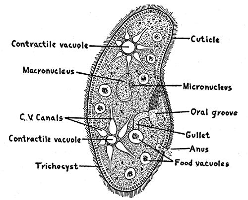Adventures with a Microscope - Image 5