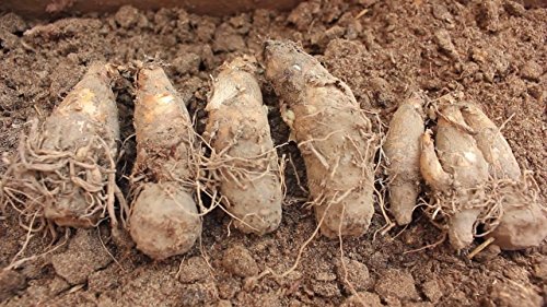 Image of Live Green Flower Bulb Tuberose /Rajnigandha Single /Double Petal Fragrance For Home Gardening (Double Petal 10 Flower Bulbs Set With 1 Gladiolus)