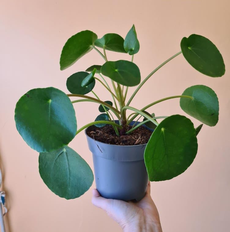 NEW DEBNATH NURSERY` Coin plant,Chinese Money Plant,Pancake plant,Lefse plant,Missionary plant,Pilea peperomioides Healthy Live plant Actual Plant Height 1 FEET (Hybrid, Pack of 1) GH546 (B0CMWCLLN4) Amazon Price History, Amazon Price Tracker