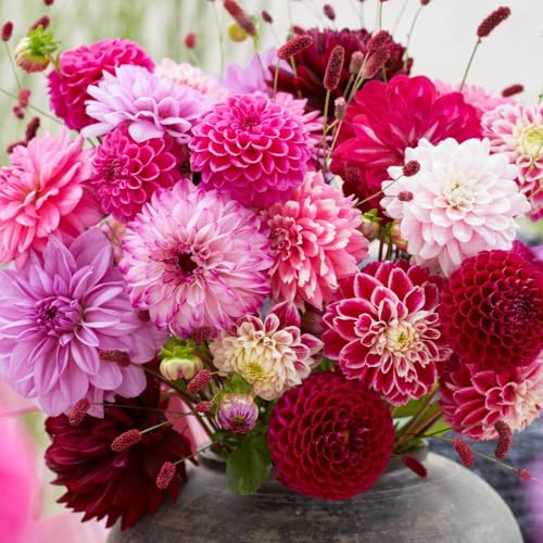 Dahlia Romantic Bouquet Mix 18 x Tubers - Stunning Cerise, Lavender, Pink & Red Blooms for Borders & Cut Flowers - Long Flowering Season - Thompson & Morgan