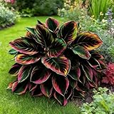 999pcs Premium Cold-Hardy Hosta Seeds, Non-GMO Perennial Shade Plants for Lawns, Borders, Low-Light Areas, USA Grown