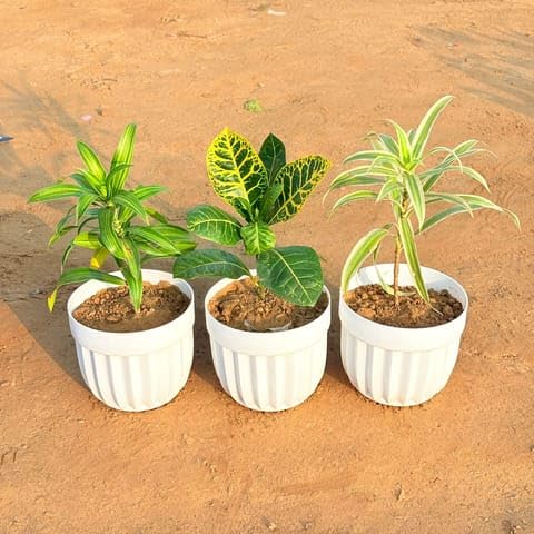 Best Nursery Set of 3 - Croton Petra Yellow, Dracaena Messenger & Dracaena Darasingh/Victoria in 6 Inch Plant White Premium Italica Plastic Planter-image-25