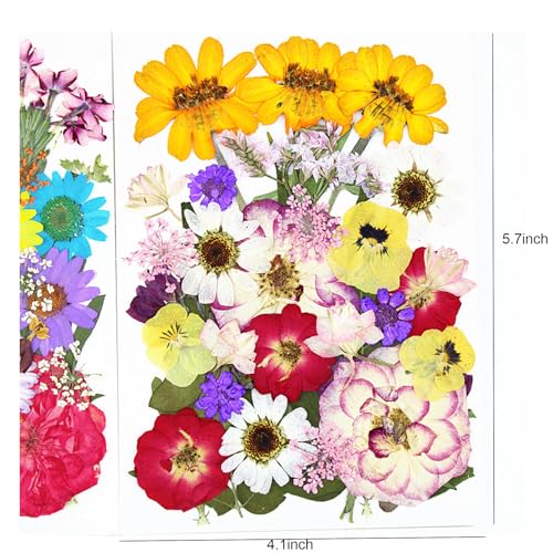 12 tipos flores prensadas secas 35 pcs para manualidades miniatura 4