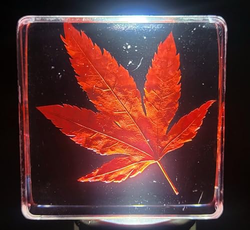 Image of 38mm Real Red Japanese Maple Leaf w /Golden Tint Under Light in Crystal Clear Lucite Resin Specimen Dried Pressed Botanist Herb Herbarium Crafts Collection Botany Science Education Ornament Display