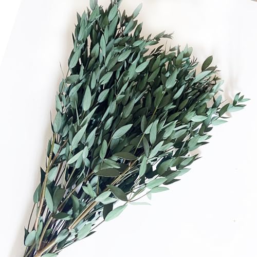 Birtlynn Preserved Dried Eucalyptus Greenery Stems, 20+ Pcs 16 inches Natural Long Lasting Eucalyptus Bundles for Vase Arrangements Home Decoration Photo Props Parties and Weddings, DIY Décor-Green