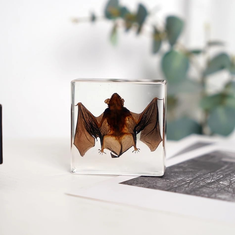 Educational Biology Display X-Large Real Bat Skeleton Specimen In Resin - 7.9x3.6x1.6 Inch Science Education Display Biological Educational Specimens - View #2