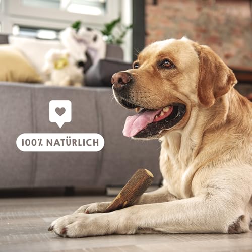 MAIKAI Kauholz für Hunde aus Olivenholz M – Kauknochen, Unzerstörbar – Hundespielzeug und Kauartikel – Ideal als Welpenspielzeug – Einzelpackung
