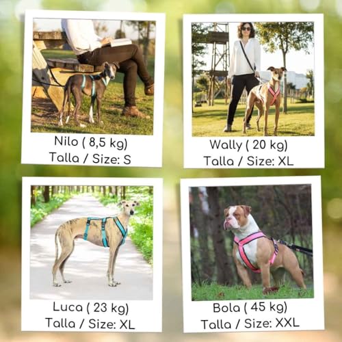 3-Punkt-Gurtsystem, Anti-Ziehen, ideal für Lebreles: Italienischer Windhund, Whippet, Windhund, Podenco - sicher, atmungsaktiv und langlebig beim Gehen, Training und Laufen, Himmelblau, XL